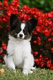 EPAGNEUL PAPILLON 010